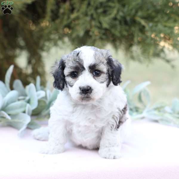 Jenny, Bich-Poo Puppy